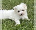 Small #6 Maltese