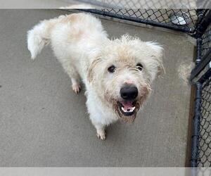 English Shepherd-Unknown Mix Dogs for adoption in Tulsa, OK, USA