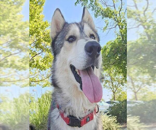 Medium Photo #1 Siberian Husky Puppy For Sale in Sacramento, CA, USA