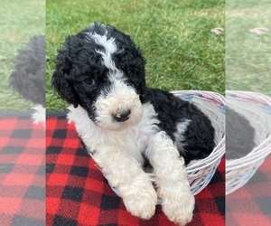 Poodle (Standard)-Sheepadoodle Mix Puppy for sale in RIVER FALLS, WI, USA