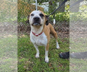 Labrador Retriever-Staffordshire Bull Terrier Mix Dogs for adoption in Magnolia Springs, AL, USA
