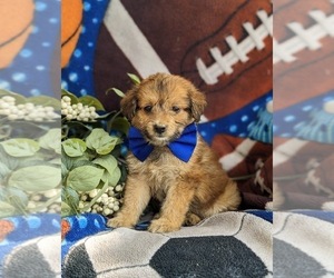 Pom-A-Poo Puppy for sale in OXFORD, PA, USA