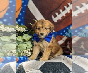 Pom-A-Poo Puppy for sale in OXFORD, PA, USA