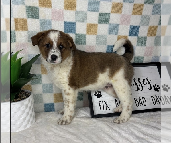Medium Photo #6 Australian Cattle Dog Puppy For Sale in FRANKLIN, IN, USA