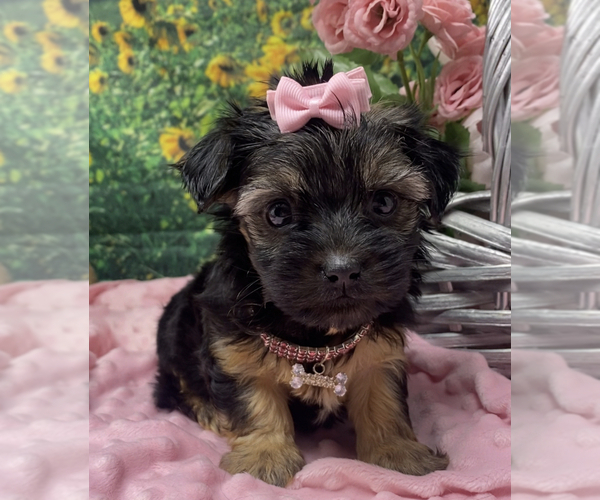 Medium Photo #2 Shorkie Tzu Puppy For Sale in SELLERSBURG, IN, USA