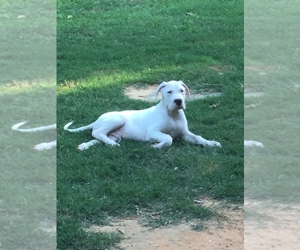 Medium Photo #6 Dogo Argentino Puppy For Sale in PICAYUNE, MS, USA