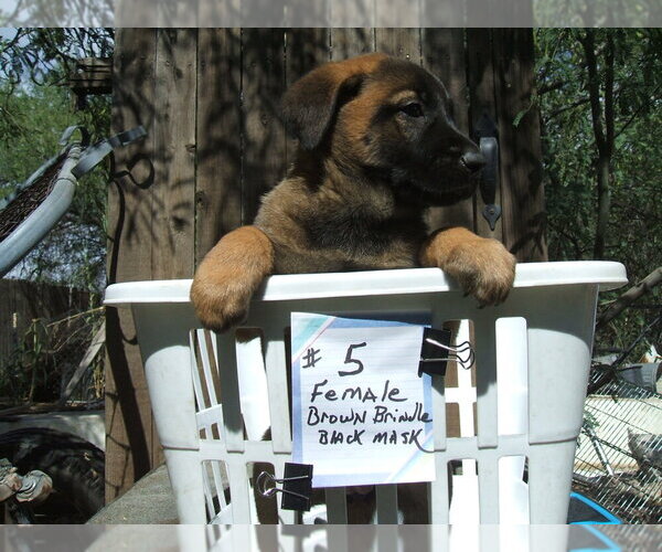 Medium Photo #1 Dutch Shepherd Dog Puppy For Sale in TUCSON, AZ, USA