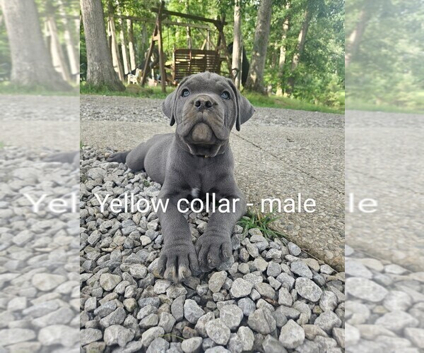 Medium Photo #1 Cane Corso Puppy For Sale in SCOTTSBURG, IN, USA