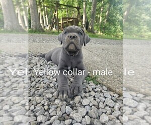 Cane Corso Puppy for sale in SCOTTSBURG, IN, USA