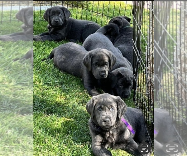 Medium Photo #8 Labrador Retriever Puppy For Sale in BREA, CA, USA