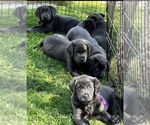 Small #7 Labrador Retriever