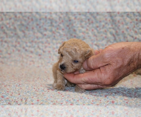 Medium Photo #10 Poodle (Toy) Puppy For Sale in DYERSBURG, TN, USA