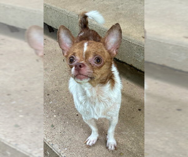 Medium Photo #3 Chihuahua Puppy For Sale in Mountain View, AR, USA