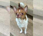 Small #2 Chihuahua