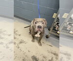 ALEX - Female American Pit Bull Terrier-Unknown Mix Dog for Adoption - Small photo