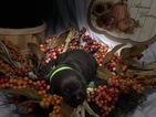 Small Photo #16 Labrador Retriever Puppy For Sale in MANTECA, CA, USA