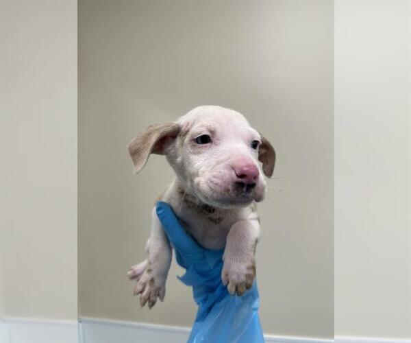 Medium Photo #1 American Staffordshire Terrier-Unknown Mix Puppy For Sale in San Antonio, TX, USA