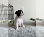 Small #2 French Bulldog