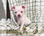 Puppy Boot Chihuahua