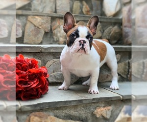 French Bulldog Puppy for sale in DENVER, NC, USA