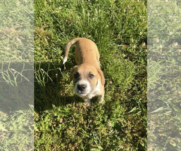 Medium Photo #4 Mutt Puppy For Sale in Greenville, SC, USA