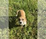 Small #3 Mutt