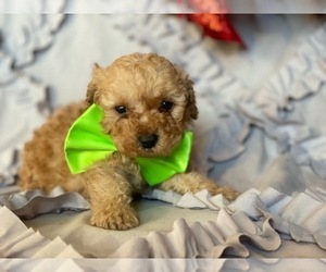 Poodle (Toy) Puppy for sale in LANCASTER, PA, USA