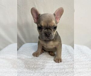 French Bulldog Puppy for sale in CHARLESTON, SC, USA