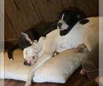 Small #18 American Pit Bull Terrier-Labrador Retriever Mix