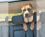 Small #2 American Pit Bull Terrier Mix
