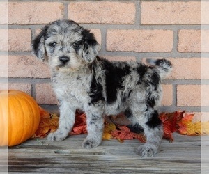 Miniature Labradoodle Puppy for sale in MILLERSBURG, OH, USA