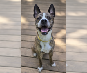 Chop - Male American Staffordshire Terrier-Boxer Mix Dog for Adoption - Photo #10