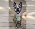 Small #9 American Staffordshire Terrier-Boxer Mix