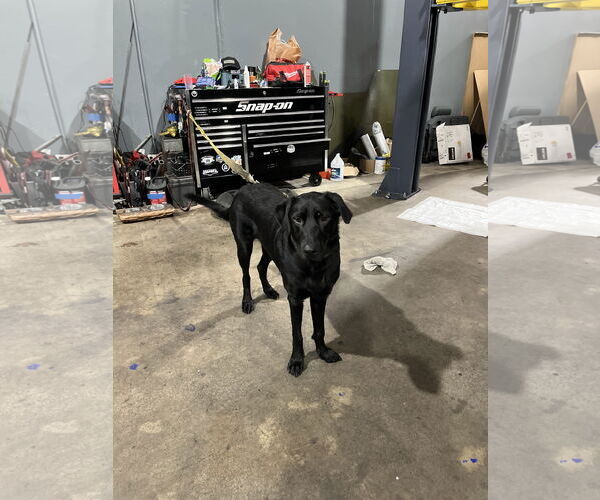 Medium Photo #2 Mutt Puppy For Sale in Dana Point, CA, USA