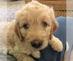 Small Photo #16 Goldendoodle Puppy For Sale in TERRY, MS, USA