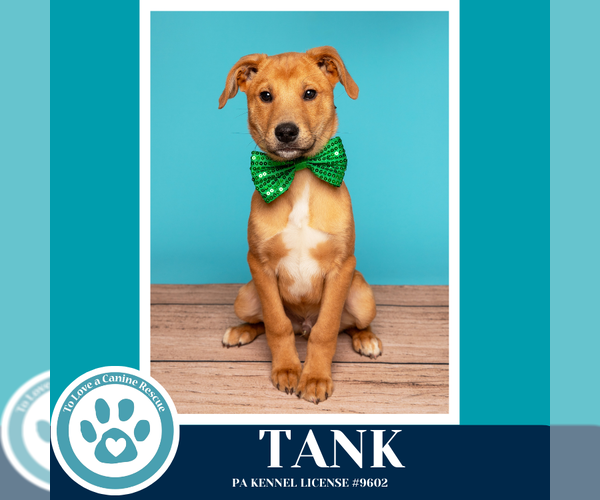 Medium Photo #4 Border Collie-Unknown Mix Puppy For Sale in Kimberton, PA, USA