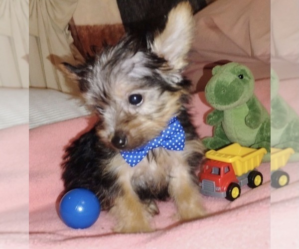 Medium Photo #1 Yorkshire Terrier Puppy For Sale in VIRGINIA BEACH, VA, USA