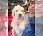 Puppy Gray English Cream Golden Retriever