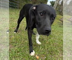 Small Photo #2 Mutt Puppy For Sale in Tarrytown, GA, USA