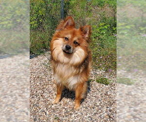 Pomeranian Dogs for adoption in Lake City, MI, USA