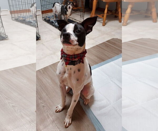 Medium Photo #16 Rat Terrier-Unknown Mix Puppy For Sale in Columbus, IN, USA