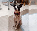 Small #15 Rat Terrier Mix