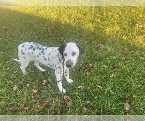 Dalmatian Dog for Adoption in WILLIAMSBURG, Ohio USA