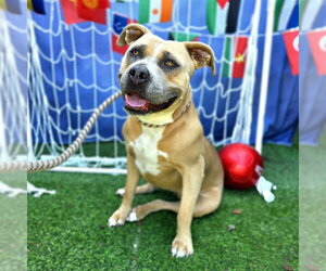 *TIPPY - Female Mutt Dog for Adoption - Photo #3