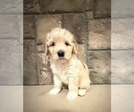 Small #1 Portuguese Water Dog
