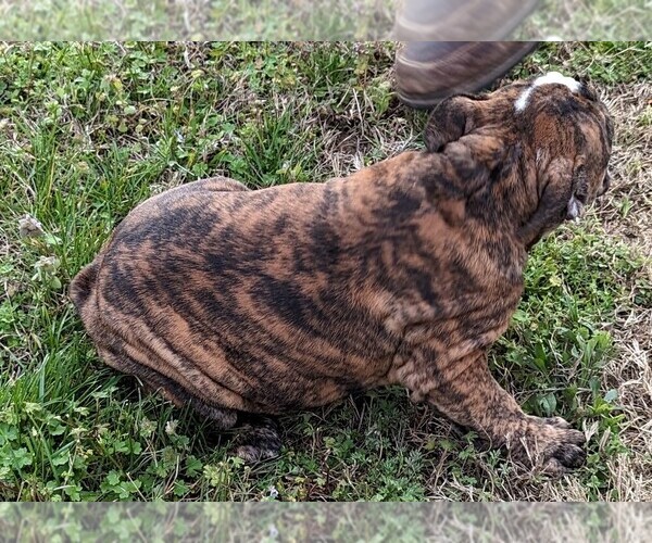 Medium Photo #4 Bulldog Puppy For Sale in GREEN FOREST, AR, USA