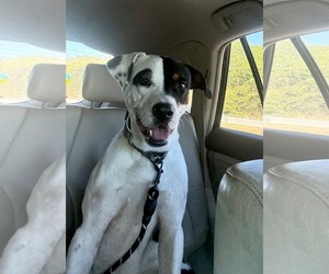 Mutt Dogs for adoption in Germantown, OH, USA