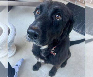 Irish Setter-Unknown Mix Dogs for adoption in New Oxford , PA, USA