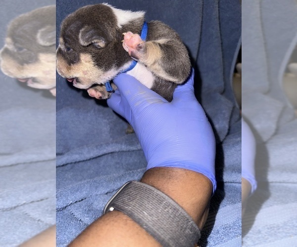 Medium Photo #1 American Bully Puppy For Sale in RALEIGH, NC, USA
