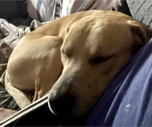 Labrador Retriever-Unknown Mix Dogs for adoption in Okolona, MS, USA